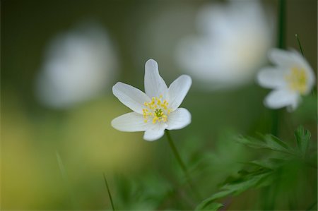 simsearch:600-08107040,k - Close-up of windflower (Anemone nemorosa) blossoms in a meadow in spring, Bavaria, Germany Photographie de stock - Premium Libres de Droits, Code: 600-07599768