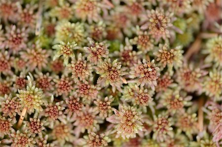 simsearch:700-07612797,k - Close-up of Sphagnum moss (Sphagnum rubellum) in a forest in spring, Bavaria, Germany Photographie de stock - Premium Libres de Droits, Code: 600-07599770