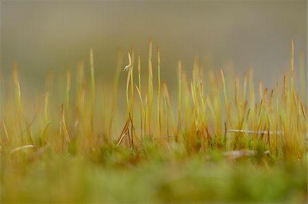 simsearch:600-07599766,k - Close-up of moss (Tortula muralis) buds in spring, Bavaria, Germany Photographie de stock - Premium Libres de Droits, Code: 600-07599771