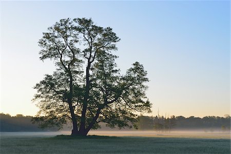 simsearch:700-08146504,k - Tree (Black alder) at early morning, Nature Reserve Moenchbruch, Moerfelden-Walldorf, Hesse, Germany, Europe Stock Photo - Premium Royalty-Free, Code: 600-07599842