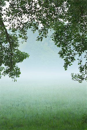 Branches of tree and field in morning mist, Nature Reserve Moenchbruch, Moerfelden-Walldorf, Hesse, Germany, Europe Stock Photo - Premium Royalty-Free, Code: 600-07599854