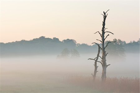 Dead tree in morning mist, Nature Reserve Moenchbruch, Moerfelden-Walldorf, Hesse, Germany, Europe Foto de stock - Sin royalties Premium, Código: 600-07599859