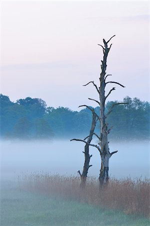 Dead tree in morning mist, Nature Reserve Moenchbruch, Moerfelden-Walldorf, Hesse, Germany, Europe Stock Photo - Premium Royalty-Free, Code: 600-07599852