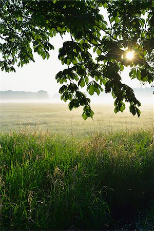 simsearch:600-07848042,k - Branches of a chestnut tree and field in morning mist, Nature Reserve Moenchbruch, Moerfelden-Walldorf, Hesse, Germany, Europe Photographie de stock - Premium Libres de Droits, Code: 600-07599865