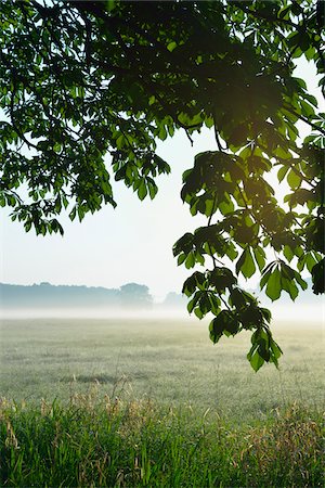 Branches of a chestnut tree and field in morning mist, Nature Reserve Moenchbruch, Moerfelden-Walldorf, Hesse, Germany, Europe Stockbilder - Premium RF Lizenzfrei, Bildnummer: 600-07599866