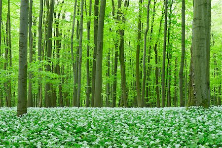 park - European Beech Forest (Fagus sylvatica) with Ramson (Allium ursinum), Hainich National Park, Thuringia, Germany, Europe Stock Photo - Premium Royalty-Free, Code: 600-07599874