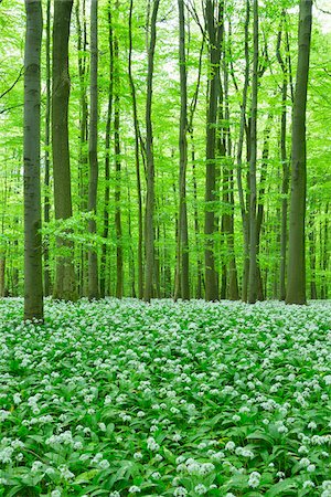 fagus - European Beech Forest (Fagus sylvatica) with Ramson (Allium ursinum), Hainich National Park, Thuringia, Germany, Europe Photographie de stock - Premium Libres de Droits, Code: 600-07599875