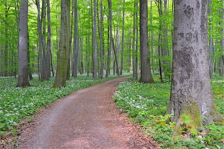 dirt road not people - Path Through European Beech Forest (Fagus sylvatica) with Ramson (Allium ursinum), Hainich National Park, Thuringia, Germany, Europe Stock Photo - Premium Royalty-Free, Code: 600-07599878