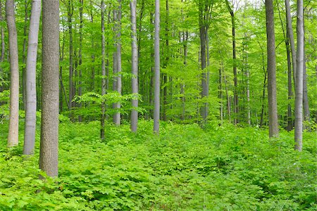 Beech Forest, Hainich National Park, Thuringia, Germany, Europe Photographie de stock - Premium Libres de Droits, Code: 600-07599879