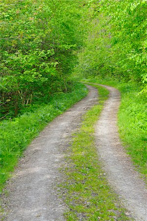 Path through Forest, Hainich National Park, Thuringia, Germany, Europe Photographie de stock - Premium Libres de Droits, Code: 600-07599871