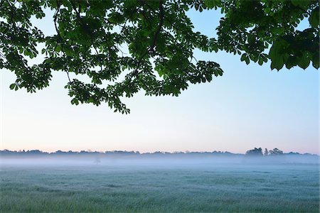 simsearch:600-07487459,k - Chestnut tree branches and field in early morning, Nature Reserve Moenchbruch, Moerfelden-Walldorf, Hesse, Germany, Europe Photographie de stock - Premium Libres de Droits, Code: 600-07599898