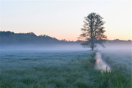 Tree on misty meadow, Nature Reserve Moenchbruch, Moerfelden-Walldorf, Hesse, Germany, Europe Foto de stock - Sin royalties Premium, Código: 600-07599899
