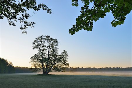 simsearch:6115-06967275,k - Tree (Black alder) in field in early morning, Nature Reserve Moenchbruch, Moerfelden-Walldorf, Hesse, Germany, Europe Stockbilder - Premium RF Lizenzfrei, Bildnummer: 600-07599910