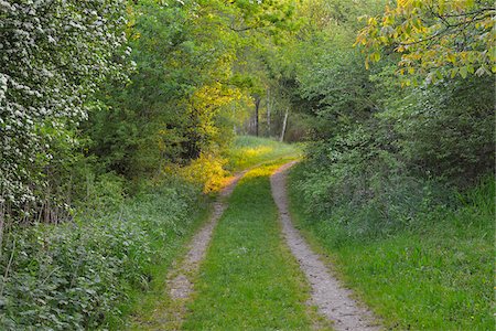 dual track road - Path in the Morning, Spring, Mondfeld, Mainfranken, Franconia, Baden Wurttemberg, Germany Stock Photo - Premium Royalty-Free, Code: 600-07599943