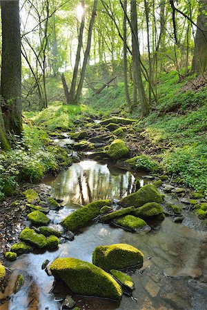 Forest Brook in the Spring, Boxtal, Baden Wurttemberg, Germany Stock Photo - Premium Royalty-Free, Code: 600-07599952