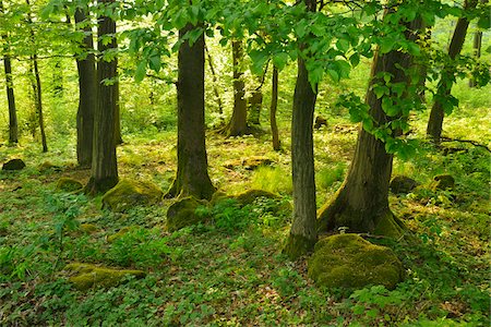 Forest in the Spring, Vogelsberg District, Hesse, Germany Foto de stock - Sin royalties Premium, Código: 600-07599976