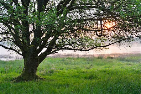 Tree at Sunrise, Spring, Ober-Moos, Grebenhain, Vogelsberg District, Hesse, Germany Stock Photo - Premium Royalty-Free, Code: 600-07599971