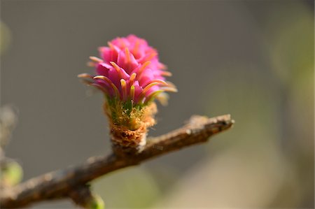 Close-up of a European larch (Larix decidua) blooming in a forest in spring, Bavaria, Germany Stock Photo - Premium Royalty-Free, Code: 600-07599985