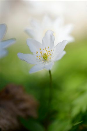 simsearch:600-08107040,k - Close-up of wood anemone (Anemone nemorosa) blooming in a forest in spring, Bavaria, Germany Photographie de stock - Premium Libres de Droits, Code: 600-07599987