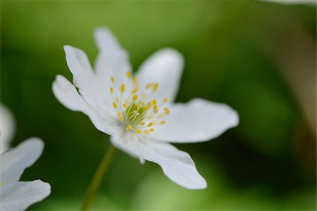 flowering part - Close-up of wood anemone (Anemone nemorosa) blooming in a forest in spring, Bavaria, Germany Stock Photo - Premium Royalty-Free, Code: 600-07599988