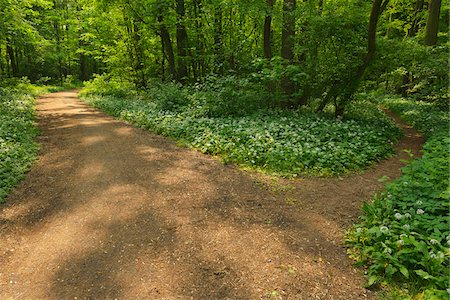 Forked Path with Blooming Wild Garlic, Spring, Bulau, Erlensee, Hanau, Hesse, Germany Foto de stock - Sin royalties Premium, Código: 600-07599982