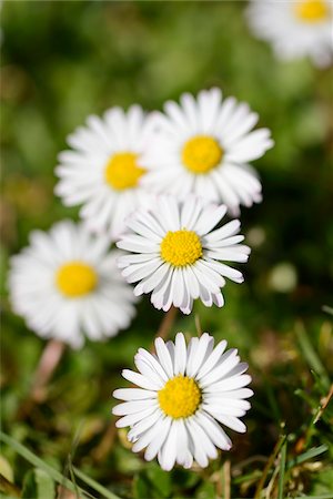 Close-up of common daisy (Bellis perennis) blooming in a meadow in spring, Bavaria, Germany Foto de stock - Sin royalties Premium, Código: 600-07599992