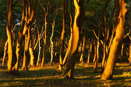 fischland-darss-zingst - Coastal Beech Forest at Sunset, West Beach, Prerow, Darss, Fischland-Darss-Zingst, Western Pomerania, Germany Stock Photo - Premium Royalty-Free, Code: 600-07591242