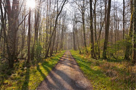sun beam - Forest Path in early Spring with Sun, Nature Reserve, near Monchbruch, Mohrfelden and Russelsheim, Hesse, Germany Stock Photo - Premium Royalty-Free, Code: 600-07591267