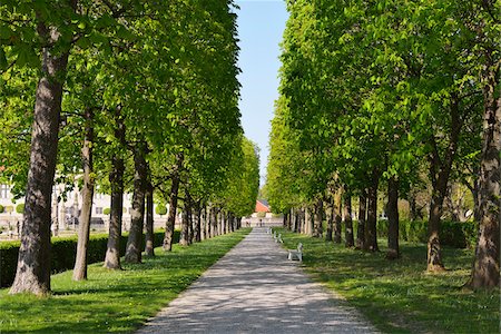 fila - Chestnut Tree Avenue in Spring, Castle Park, Weikersheim, Baden-Wurttemberg, Germany Foto de stock - Sin royalties Premium, Código: 600-07591274