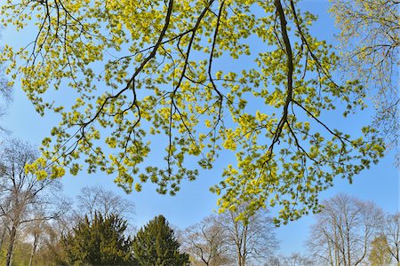 Blooming Maple Tree in early Spring, Verna Park, Russelsheim, Hesse, Germany Stock Photo - Premium Royalty-Free, Code: 600-07591282