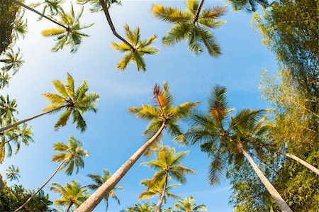 Wide Angle View of Palm Trees against Blue Sky, Bentota, Galle District, Southern Province, Sri Lanka Stock Photo - Premium Royalty-Free, Code: 600-07591308