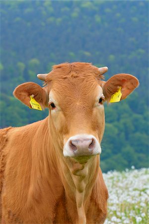 Close-up Portrait of Cow, Miltenberg, Bavaria, Germany, Europe Photographie de stock - Premium Libres de Droits, Code: 600-07608288