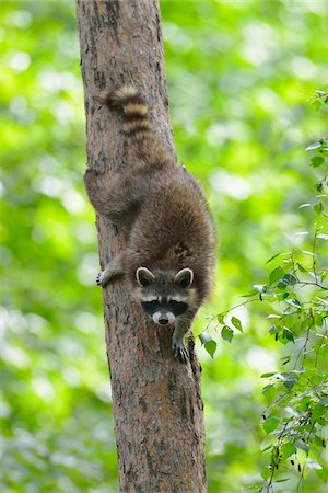 down - Raccoon (Procyon lotor) on Tree, Hesse, Germany, Europe Stock Photo - Premium Royalty-Free, Code: 600-07608290