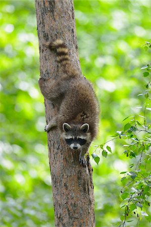 procyon lotor - Raccoon (Procyon lotor) on Tree, Hesse, Germany, Europe Foto de stock - Sin royalties Premium, Código: 600-07608290