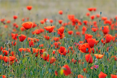 european wild flowers - Field with Red Poppies (Papaver rhoeas), Pfungstadt, Hesse, Germany, Europe Stock Photo - Premium Royalty-Free, Code: 600-07608304