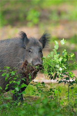 simsearch:853-03227822,k - Portrait of Wild boar (Sus scrofa), Hesse, Germany, Europe Photographie de stock - Premium Libres de Droits, Code: 600-07608300