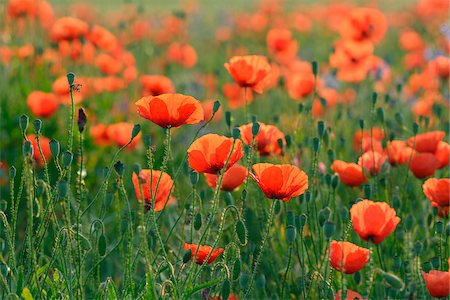 Field with Red Poppies (Papaver rhoeas), Pfungstadt, Hesse, Germany, Europe Foto de stock - Sin royalties Premium, Código: 600-07608310