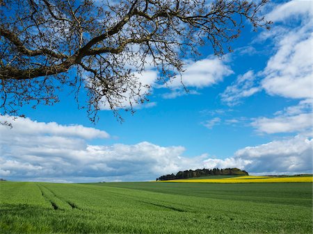 Corn fields in Weser Hills, North Rhine-Westphalia, Germany Photographie de stock - Premium Libres de Droits, Code: 600-07608321