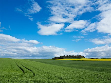 Corn fields in Weser Hills, North Rhine-Westphalia, Germany Photographie de stock - Premium Libres de Droits, Code: 600-07608323