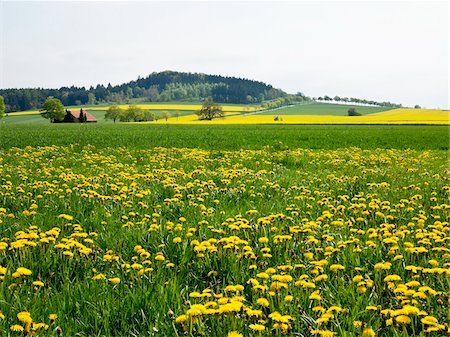 flower field horizon - Dandelion in field, Weser Hills, North Rhine-Westphalia, Germany Stock Photo - Premium Royalty-Free, Code: 600-07608337