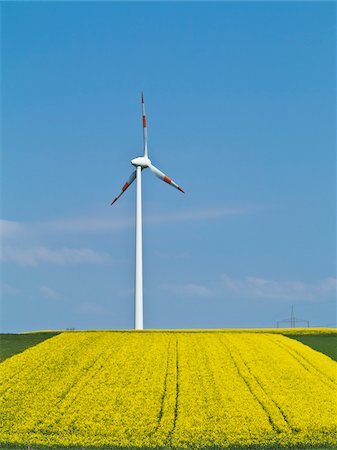 rapssamen - Wind turbine with canola field in foreground, Weser Hills, North Rhine-Westphalia, Germany Stockbilder - Premium RF Lizenzfrei, Bildnummer: 600-07608331