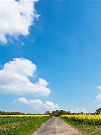 roads with a view - Farm road with corn fields and canola fields, Weser Hills, North Rhine-Westphalia, Germany Stock Photo - Premium Royalty-Free, Code: 600-07608346