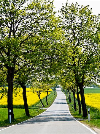 Tree-lined view of Highway through Weser Hills, North Rhine-Westphalia, Germany Stock Photo - Premium Royalty-Free, Code: 600-07608340