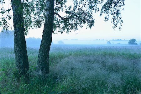 fischland-darss-zingst - Birch Trees and Meadow on Misty Morning, Zingst, Fischland-Darss-Zingst, Mecklenburg-Western Pomerania, Germany Photographie de stock - Premium Libres de Droits, Code: 600-07636972