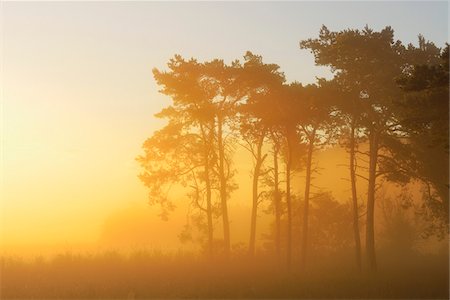 dunst - Pine Trees on Misty Morning at Sunrise, Fischland-Darss-Zingst, Mecklenburg-Western Pomerania, Germany Stockbilder - Premium RF Lizenzfrei, Bildnummer: 600-07636992