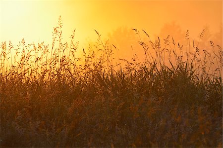 simsearch:600-07637014,k - Blades of Grass on Misty Morning at Sunrise, Fischland-Darss-Zingst, Mecklenburg-Western Pomerania, Germany Stock Photo - Premium Royalty-Free, Code: 600-07637010