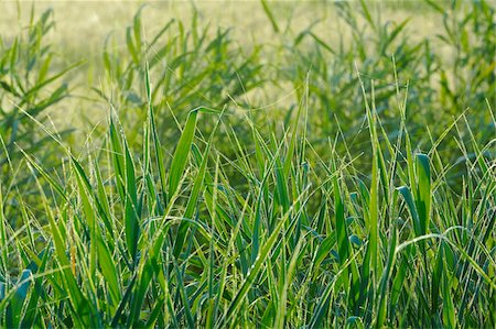 fischland-darss-zingst - Reeds in Morning Light, Fischland-Darss-Zingst, Mecklenburg-Western Pomerania, Germany Stock Photo - Premium Royalty-Free, Code: 600-07637013