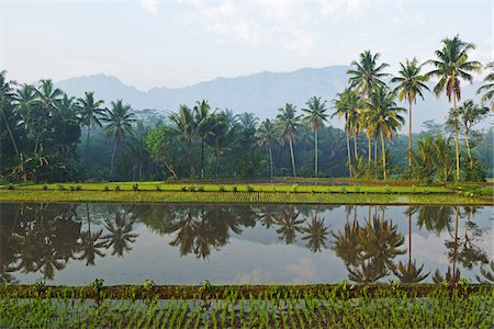 Rice Field near Borobodur, Kedu Plain, Java, Indonesia Photographie de stock - Premium Libres de Droits, Code: 600-07656451