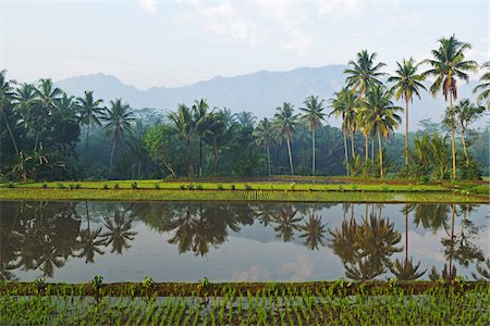 Rice Field near Borobodur, Kedu Plain, Java, Indonesia Stockbilder - Premium RF Lizenzfrei, Bildnummer: 600-07656451