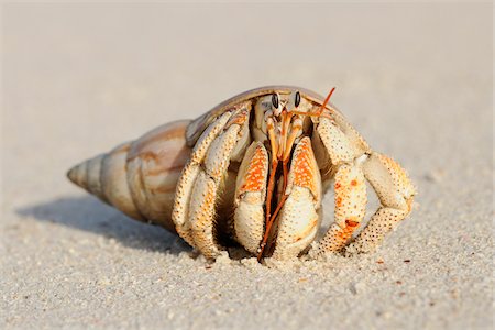 Close-up of Hermit Crab (Anomura) on Sand of Beach, La Digue, Seychelles Photographie de stock - Premium Libres de Droits, Code: 600-07653886